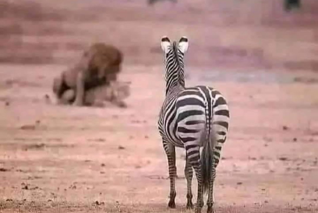 This photo explains how some people make poor decisions in life, the lion choose sex over food while the zebra choose pornography over life .'it takes descipline to prevail'