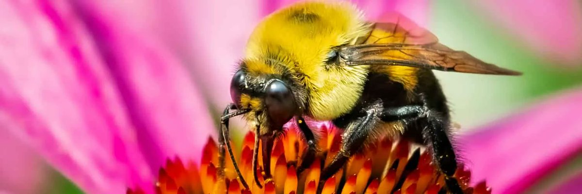 🐝🌸  The role of floral scent in pollinator attraction 

New post on @botanyone
👉 bit.ly/45LDbWG 

Based on <a href="/AoB_PLANTS/">AoBP</a> article
👉bit.ly/3RvOLRx
