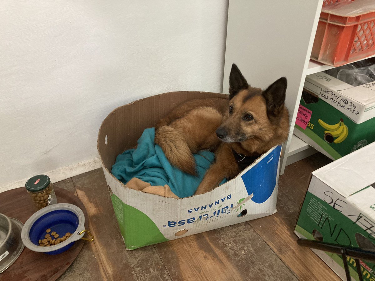 Ohne Bananenkisten wäre die #Archäologie vollkommen aufgeschmissen. Sie dienen nicht nur der Lagerung von Funden sondern können auch als Hundebett umfunktioniert werden.