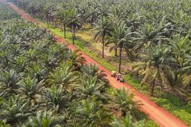 Our CEO Geza Toth is presenting CarbonSpace at @FONAP_DE's webinar today! He'll share case studies on the unique benefits of CarbonSpace monitoring for palm. Accurate monitoring is key for the #palmoil industry to reach its #climate goals. Let's discuss your palm projects.