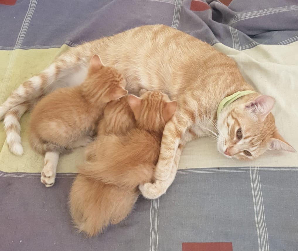 de_felinos's tweet photo. 🐾 ¡Atención, amantes de los gatitos! 🐱

Tenemos tres adorables gatitos de un mes y medio en busca de un hogar amoroso están en #Mérida, #Badajoz. Son preciosos y muy juguetones.
¡Contáctanos para adoptar estos bebes peludos y darles un hogar para siempre! 😻 #GatosEnAdopción https://t.co/YczO6ijzss