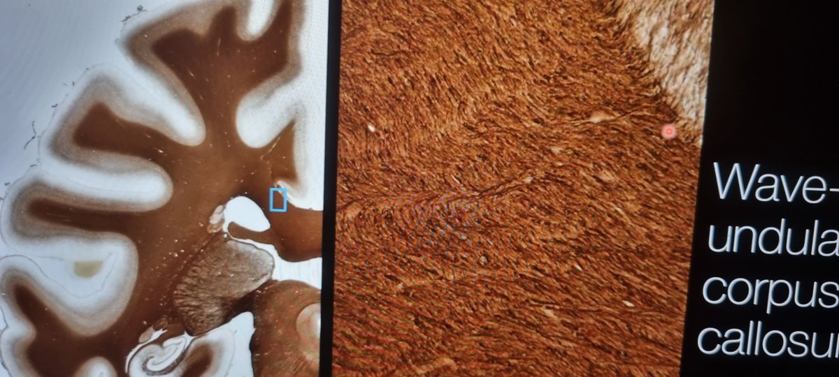 Roberto Toro r3rt0@mstdn.social r3rt0.bsky.social tweet media