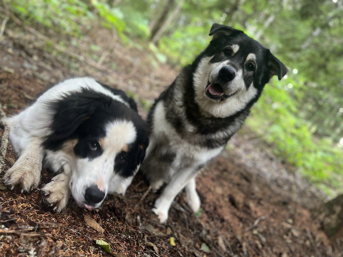 iRainyFox's tweet photo. I love my babies 💜 https://t.co/2XcwcnhiYC