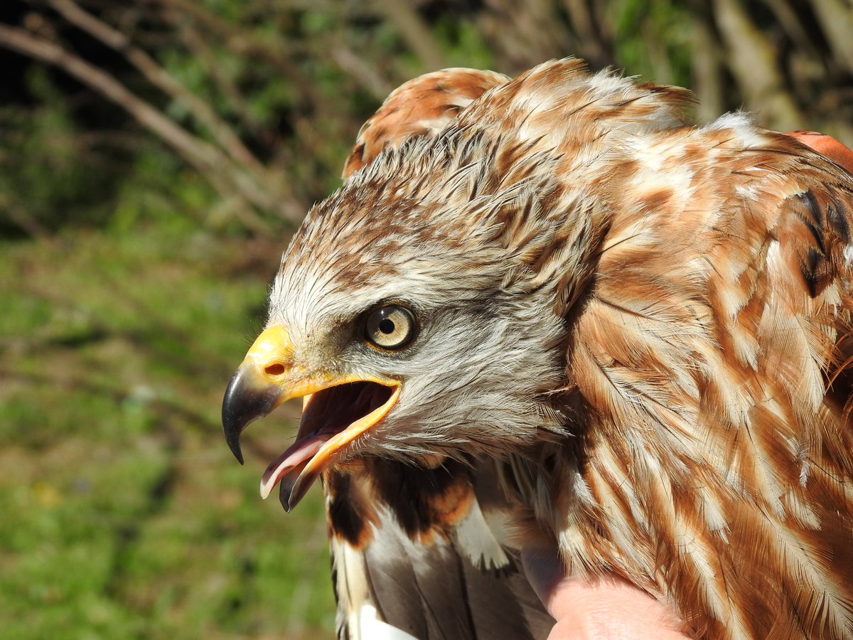 Mossy Earth tweet media