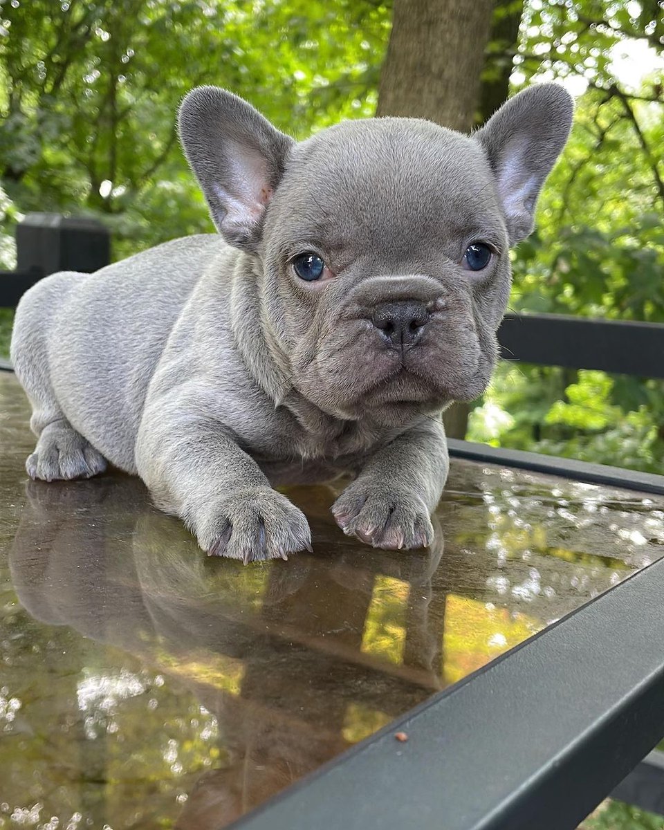 Am I a sweetie? 😍🙂

#frenchbulldog #frenchielover #bluefrenchie