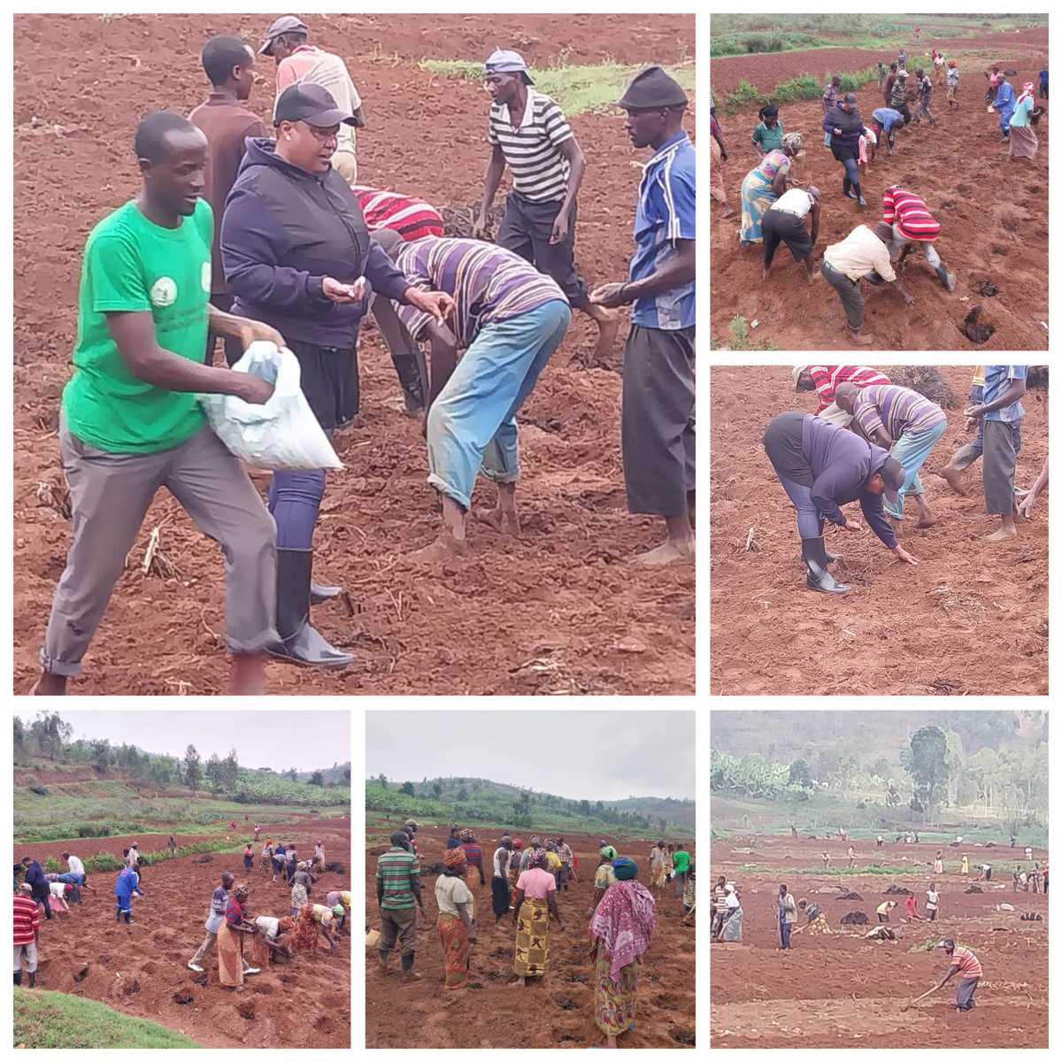 MUSHISHIRO Sector (@mushishiro_sect) on Twitter photo Muri iki gitondo mu Murenge wa Mushishiro hatangijwe igihembwe cy'ihinga;Iki gikorwa cyabereye mu kagari ka Nyagasozi,umudugudu wa Kanombe kuri site ya Gikeri;Hatewe ibigori kuri Ha 3,Hatanzwe ubutumwa bwo guhinga ibisambu byose bidahinze.<a href="/Muhangadis/">MUHANGA District</a> <a href="/KAYITAREJacky/">KAYITARE Jacqueline</a> Muri iki gitondo mu Murenge wa Mushishiro hatangijwe igihembwe cy'ihinga;Iki gikorwa cyabereye mu kagari ka Nyagasozi,umudugudu wa Kanombe kuri site ya Gikeri;Hatewe ibigori kuri Ha 3,Hatanzwe ubutumwa bwo guhinga ibisambu byose bidahinze.<a href="/Muhangadis/">MUHANGA District</a> <a href="/KAYITAREJacky/">KAYITARE Jacqueline</a>