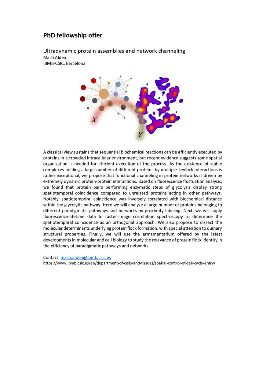 📣 We’re #hiring! We offer a fully funded PhD position (#FPI) to study dynamic protein-protein interactions.

👉 Interested candidates can submit their CV and motivation letter to mambmc@ibmb.csic.es

📅 Deadline: 30/11/ 23

 #proteininteractions #metabolism #yeast @IBMB_CSIC