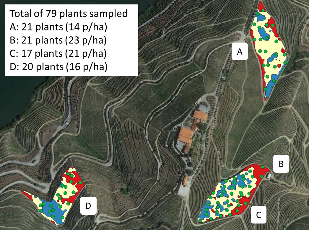 Fran_Siscu's tweet photo. In our research, we demonstrated that @planet satellite imagery can show effectively the spatial distribution of the canopy. Assessing the canopy characteristics with field measurements, canopy size is different between vigor classes within a plot. https://t.co/HtYgSS3lrn