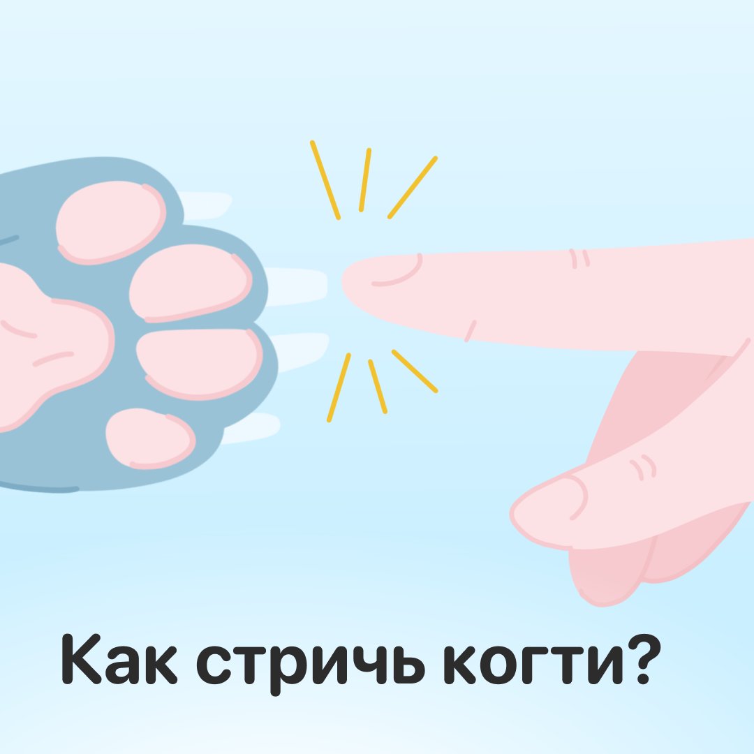 lapka_app's tweet photo. Если вы узнаете о приближении хвостатого по стуку когтей по полу, значит пришло время бьюти-процедур. Сильно отросшие когти не только могут царапать, но и причинять собаке боль и вызывать деформацию лап.

Рассказываем в треде подробности: https://t.co/Iy68witzvd