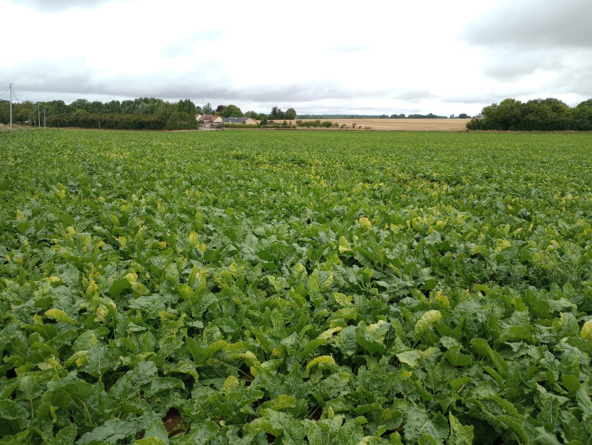 <a href="/ITB_CVLetIDF/">@ITB_Centre Val de Loire / Ile De France</a> vous donne rendez-vous demain mercredi 20 septembre à 9h30 à Voves pour visiter une parcelle FPE du PNRI. Au programme : résultats d'essais variétés, échanges sur les leviers testés... Plus d'infos sur itbfr.org/tous-les-artic…