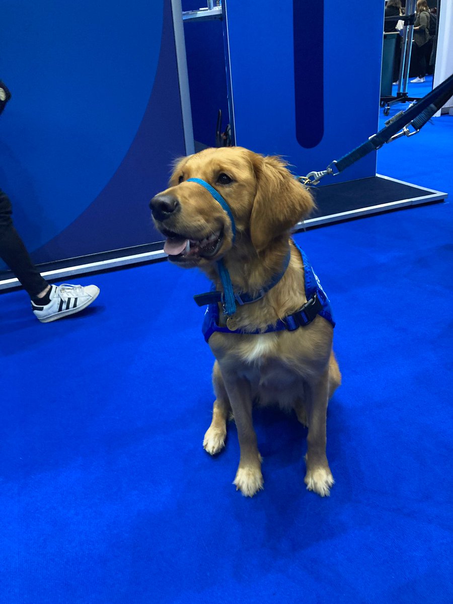 HSJptsafety's tweet photo. Say hi to Betty from @supportdogsuk at the #HSJpatientsafety Congress Exhibitor Hall today! https://t.co/dfSwCxFEWM