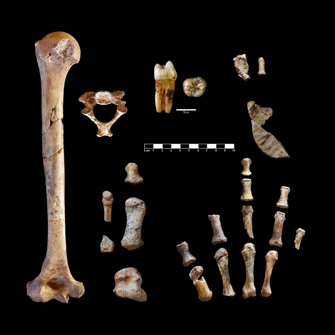 iphes's tweet photo. 🔴 La presentació avui de les restes #neandertals de #CovaSimanya al @macarqueologia 🙀🙀🙀 ha coincidit amb la publicació de l'article científic 🔗 https://t.co/QWJ2y2ungh  #neandertalsSimanya #simanyaneander https://t.co/usFSZMaRlF