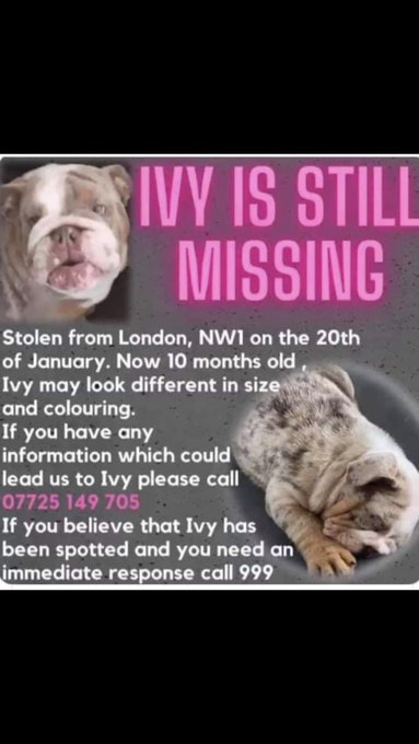 #Missingdogs #Stolendogs #Belovedpets PLEASE #Share #RT Help find these #dogs If you've taken them, don't live a lie #Dotherightthing Any info please make that call. Show some humanity! How you'd feel if one of your family was taken from you? Thoughts &amp; prayers with the families.