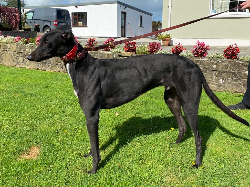Patrick Guilfoyle (@patrickguilfoy4) on Twitter photo Magical Drew heads our Towcester Sales entry for tomorrow <a href="/GreyderSales/">Greyhound Trader</a> . A beautiful Apr 22 puppy. He posted a very slick 28.98 trial last week at Limerick on a track that was running very slow.
Drew has a super temperament. He is very young and has massive potential. Magical Drew heads our Towcester Sales entry for tomorrow <a href="/GreyderSales/">Greyhound Trader</a> . A beautiful Apr 22 puppy. He posted a very slick 28.98 trial last week at Limerick on a track that was running very slow.
Drew has a super temperament. He is very young and has massive potential.