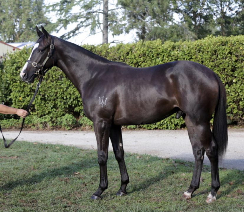 domainthorough's tweet photo. Wednesday - Sandown

Race 2 No. 8 SALSITA (NZ) (3)

Jockey - Jamie Mott 58kgs

Good luck to all connections! 

@Em_spartaracing 

#racewithdomain https://t.co/aNsI5oVKrW