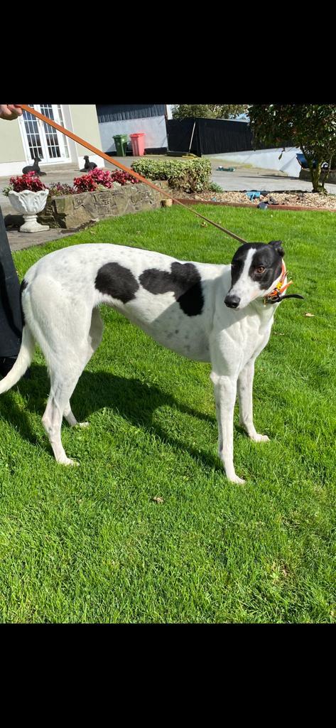 Patrick Guilfoyle (@patrickguilfoy4) on Twitter photo Magical Senora makes the trip to Towcester <a href="/GreyderSales/">Greyhound Trader</a> . Just 8 weeks into her season there is plenty left in this very young striking looking daughter of Good News. She has really impressed in schooling. Chasing incredibly hard with a super temperament. Magical Senora makes the trip to Towcester <a href="/GreyderSales/">Greyhound Trader</a> . Just 8 weeks into her season there is plenty left in this very young striking looking daughter of Good News. She has really impressed in schooling. Chasing incredibly hard with a super temperament.