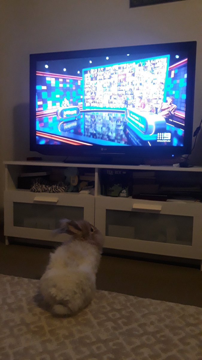 Ralph enjoying the season finale episode tonight of The Hundred with @andytomlee even though there should be more episodes, especially next week as it's his birthday🤗

#housebunny #channel9 #thehundredwithandylee #tuesdayvibes #angorarabbit #houserabbit