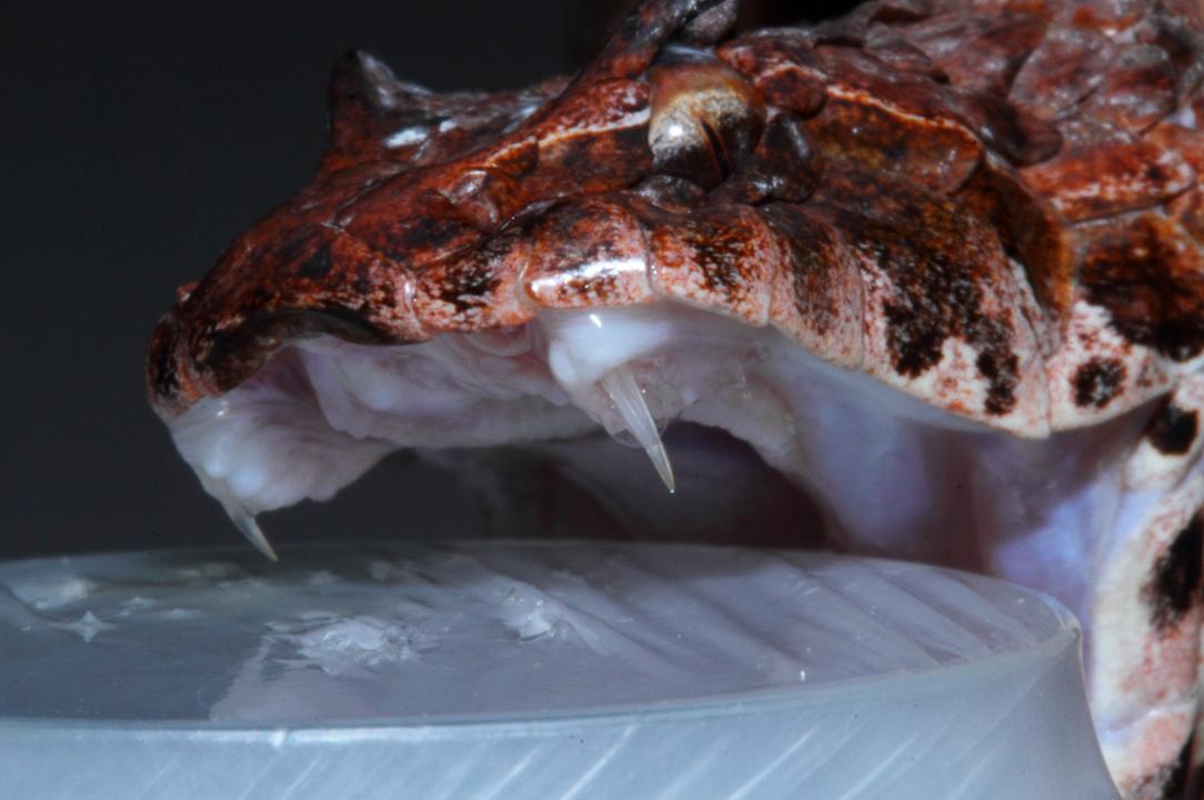 Snake antivenoms are effective treatments to prevent or reverse most of the harmful effects of venomous #snakebite bit.ly/Ssssnake

#SnakebiteAwarenessDay