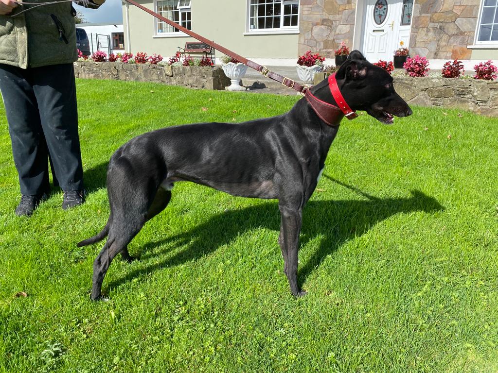 Patrick Guilfoyle (@patrickguilfoy4) on Twitter photo Magical Ronaldo heads to Towcester <a href="/GreyderSales/">Greyhound Trader</a> too. A half brother to Magical Kuba and a son of the brilliant Explosive Boy. Ronaldo has great potential. An early paced 69lb railer he will suit many tracks in the UK. Beautiful pup. Magical Ronaldo heads to Towcester <a href="/GreyderSales/">Greyhound Trader</a> too. A half brother to Magical Kuba and a son of the brilliant Explosive Boy. Ronaldo has great potential. An early paced 69lb railer he will suit many tracks in the UK. Beautiful pup.