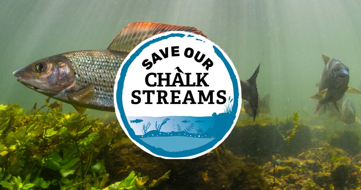 WiltsWildlife's tweet photo. Did you know there are only 220 chalk streams in the world? But only 11 of them have any protection in law! We're joining the #SaveOurChalkStreams campaign to call for every chalk stream to get bespoke legal protections. 

Join us! 👉 https://t.co/LUMq8ccHIg

@wiltshirechalk https://t.co/r6n37KPIUz