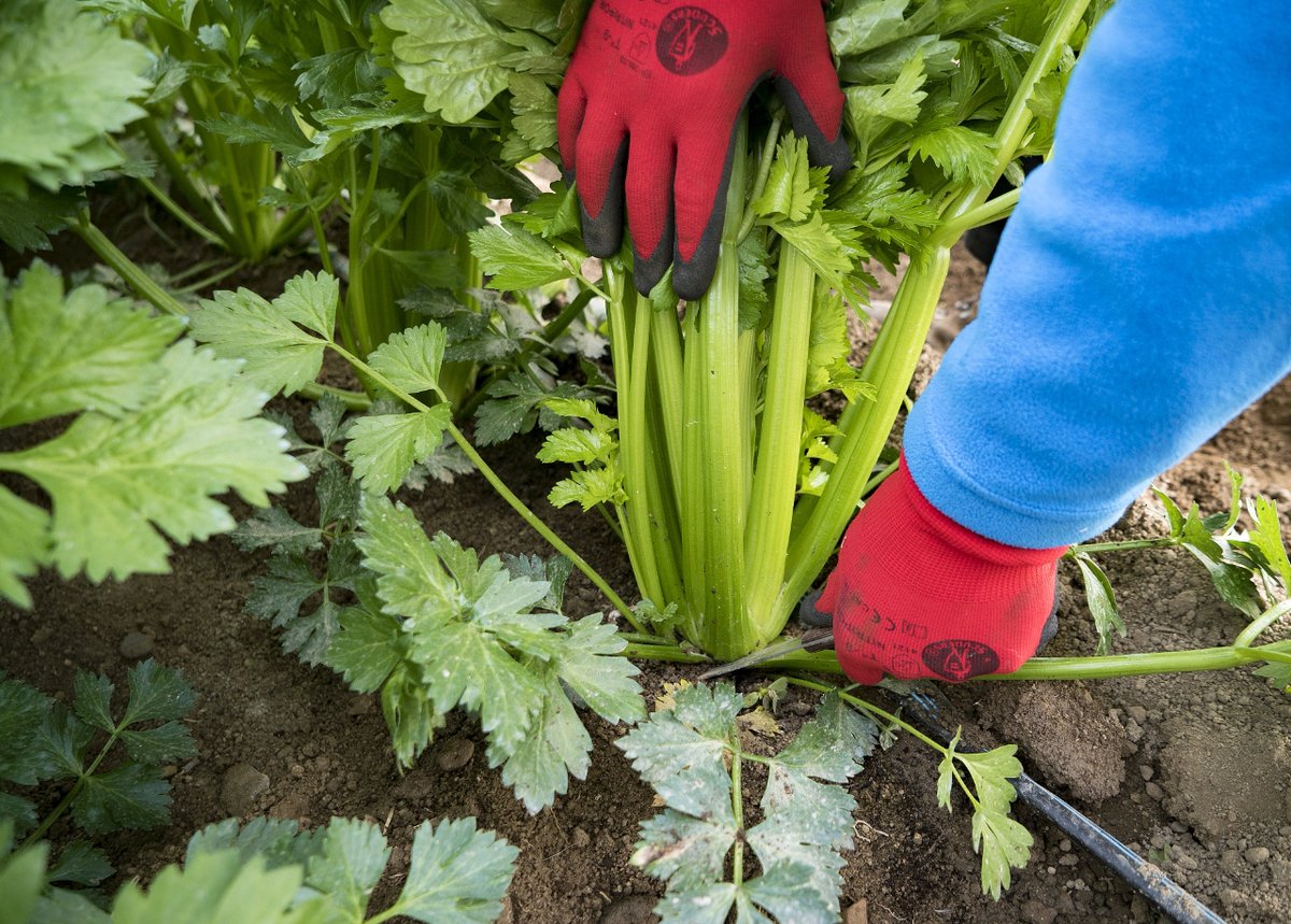 EABaixaTordera's tweet photo. Ets #TeamApi? 🤔

Si ho ets, segur que li poses a les amanides 🥗 Ideals per aquests darrers dies d'estiu ☀️

😋 Per avui et proposem una amanida d'enciam, poma verda, api, formatge feta i fruits secs. T'animes a tastar-la? https://t.co/NLaTVxueU4