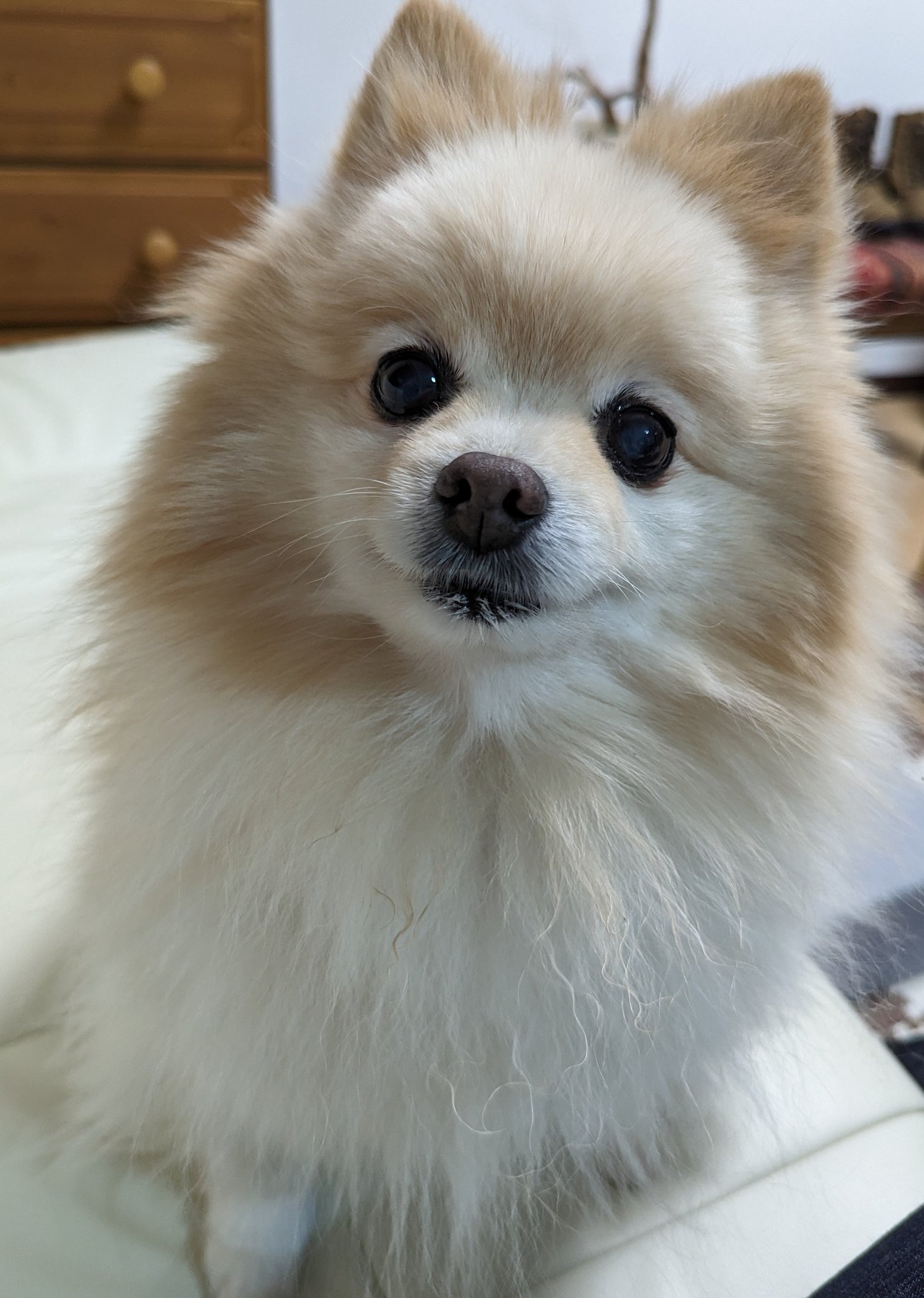 ちぇぶお (@oyXIflm0Dkn6m9s) / X