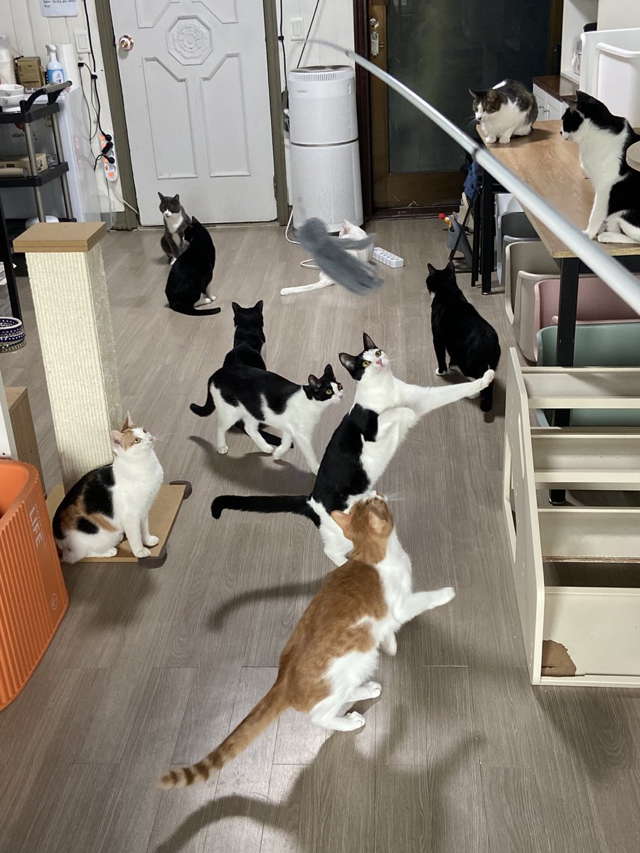 pp____0305's tweet photo. tmi 요즘 근황 .. 
쉼터 봉사 활동을 몇달전부터 시작했어요 저마다의 사연을 가진 이 사랑스런 친구들이 아프지말고 건강하게 잘 지내다 좋은 가족들을 만나면 좋겠어요 https://t.co/HipDQnixxH