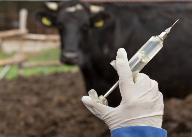 LIVESTOCK VACCINATION RULES

- Only vaccinate a healthy animal.
- Always check the conformity of the vaccines with the vaccination program. 
- Keep records of vaccine serial numbers and expiry dates.
- Use clean and specific vaccination equipment.
#Vaccinationrules