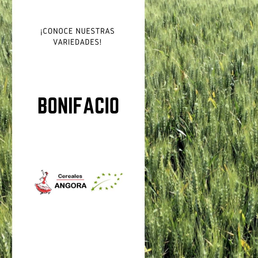 Nuestra variedad ecológica Bonifacio se caracteriza por ser muy resistente al frío invernal y a la septoria.

✔️ Variedad rustica con maduración de grano rápida, elevada producción y resistente al encamado.

☎️Llámanos y te contaremos todos los detalles