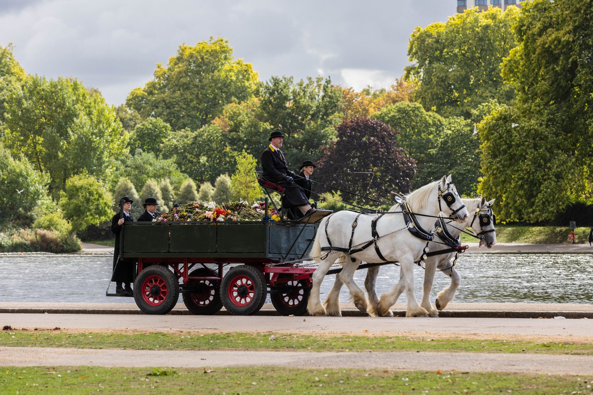 A week later, on 26 September, work began on removing the tributes 💐 Royal Parks staff and volunteers were assisted with this task by a pair of Shire horses from @OpCentaur 🐴