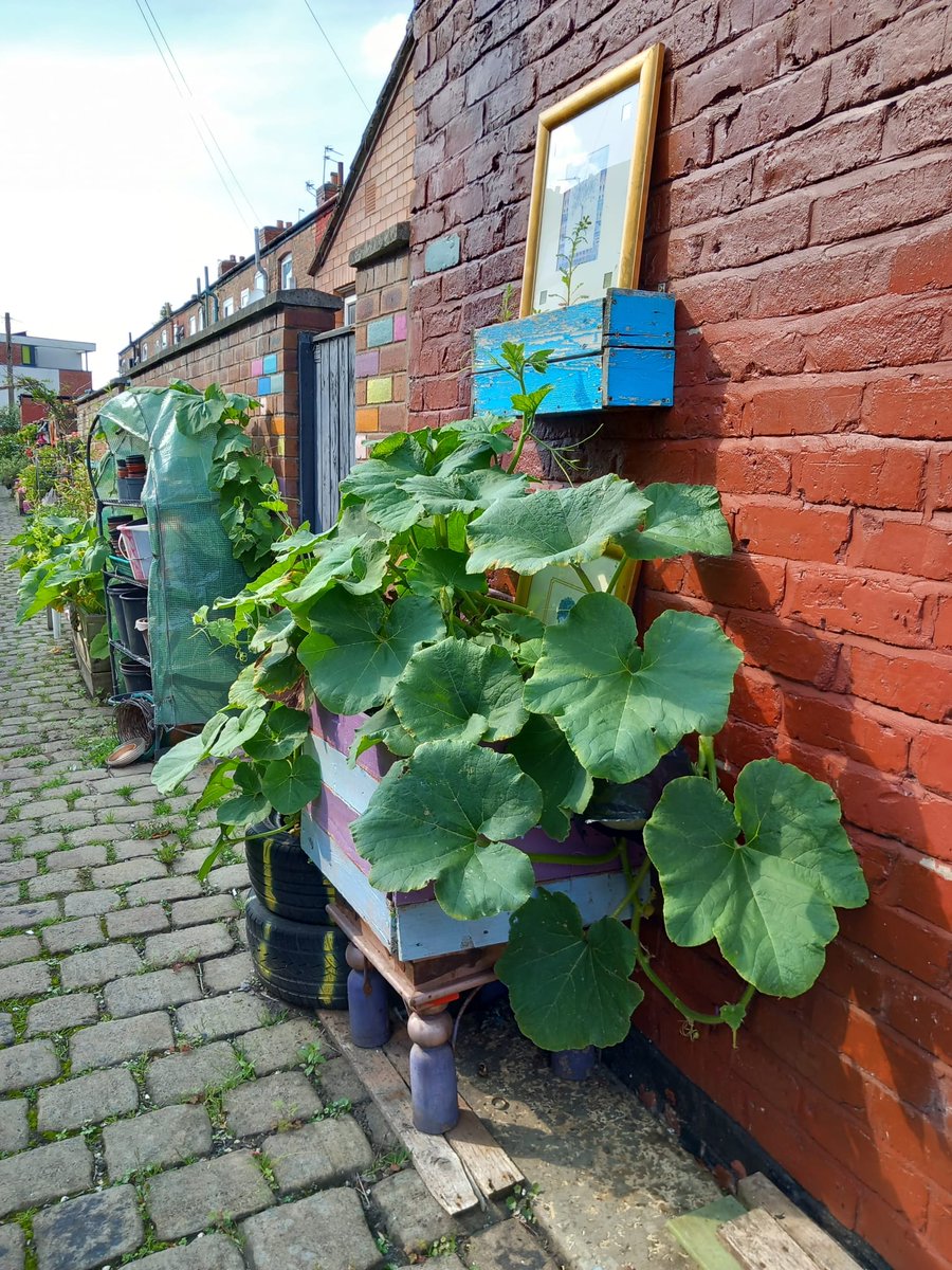 Some pics this month from the Moss Side alley gardens to brighten your day, seeing as the weather is so dull and dreary!Giant sunflower towering over the alley wall, hollyhocks, giant rudbeckia in a bath,and pumpkins growing out of tyres.There's so much we can grow in our alleys!