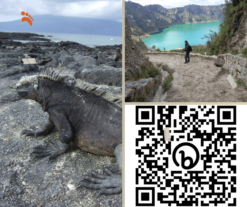TravelEcuador's tweet photo. Galapagos &amp; Highlands is an unforgettable adventure! Experience the thrill of trekking through the stunning highlands and exploring the breathtaking Galapagos https://t.co/oXuBuustbZ #Galapagos #Andes #TailorMade https://t.co/pGJ3xyOFTo