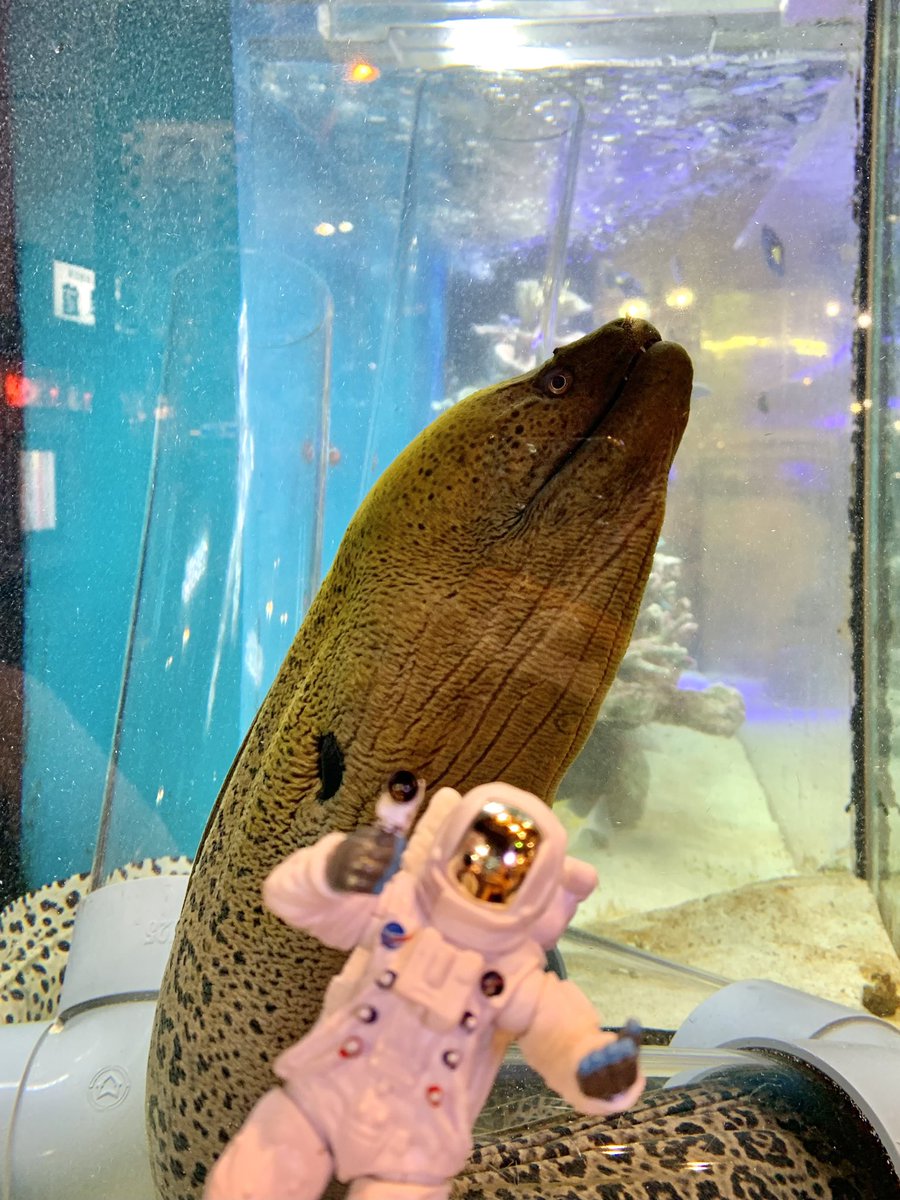 _null_nil_'s tweet photo. ｽﾍﾟｰｽ ･ ｳﾂﾎﾞ https://t.co/pXc3t4BBn2
