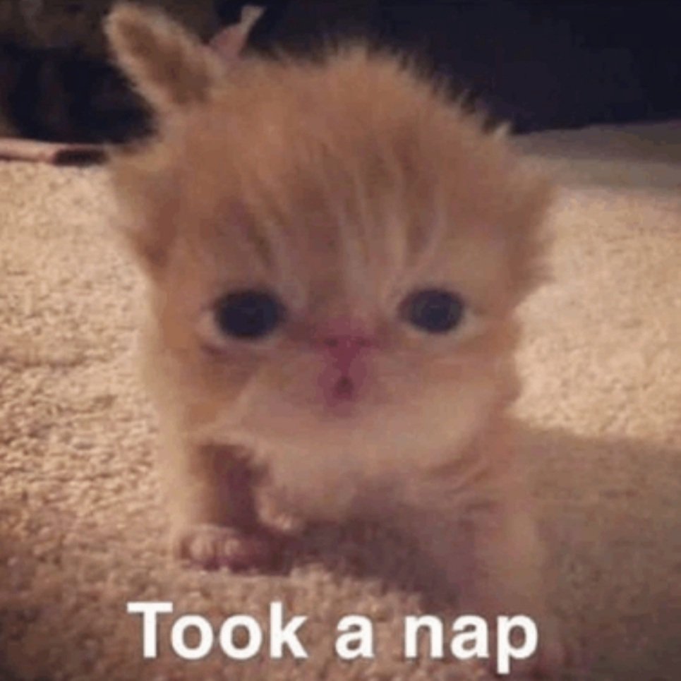 Sleepy_Tama's tweet photo. https://t.co/aXSfmZLPcX