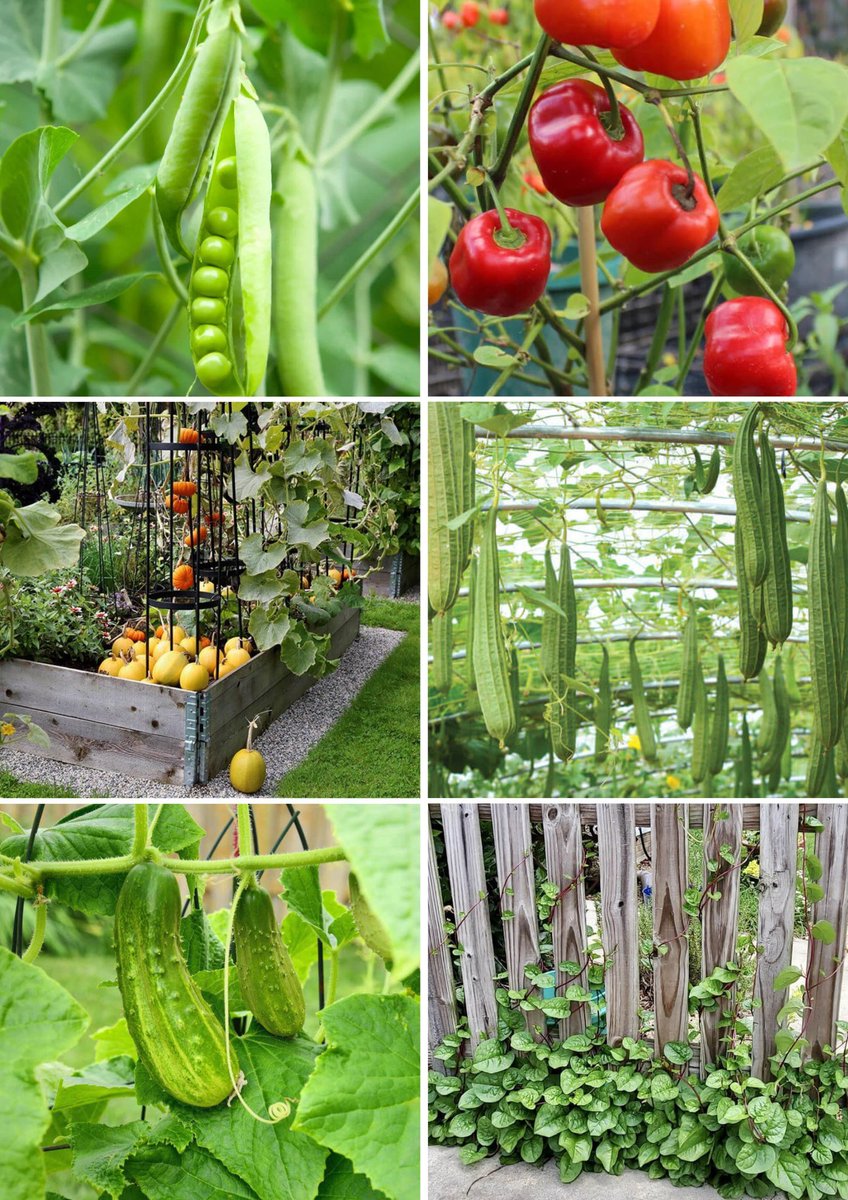 Best Plants That Tolerate Living On Small Trellis.