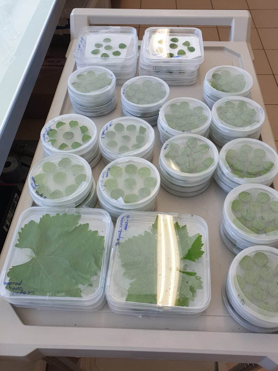 SafeWax's tweet image. Good luck to @IFV which is currently focused on advancing and strengthening the @SafeWax lab scale methodologies as it eagerly anticipates the arrival of the initial samples for assessment. 🧪🔬 #LabMethods #grapeleaves #plantprotection