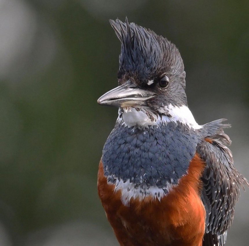 evadentz's tweet image. she runs a mcdonald’s like the navy