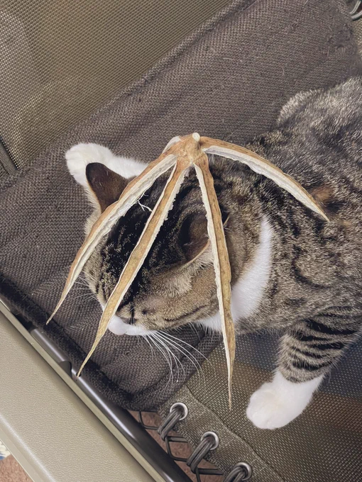 オクラに食われる猫 