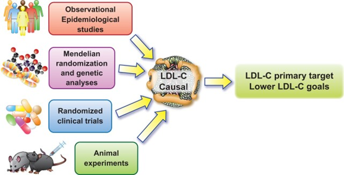 cardiomet_CE's tweet photo. 17) So how does #riskstratification guide primary prevention? Well, we know that ⬆️ #LDL_C is causal for #atherosclerosis and that the benefit of #statins in ⬇️LDL is unquestioned.
🔓 https://t.co/hdc7jzhJem
🔓 https://t.co/F1BwfgV2yZ
🔓 https://t.co/gImMKV57RU https://t.co/nJLllHMqyJ