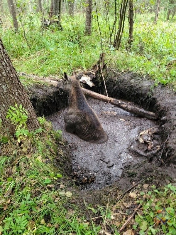 ベラルーシのブラスラフ地区で干拓用水路に落ちたヘラジカを発見、無事に救助されるとの記事。
しかし待って欲しい、干拓用水路(мелиоративный канал)とあるがどう見ても、いや、ヘラジカくんの絶望した顔に免じてこれ以上は何も言うまい……