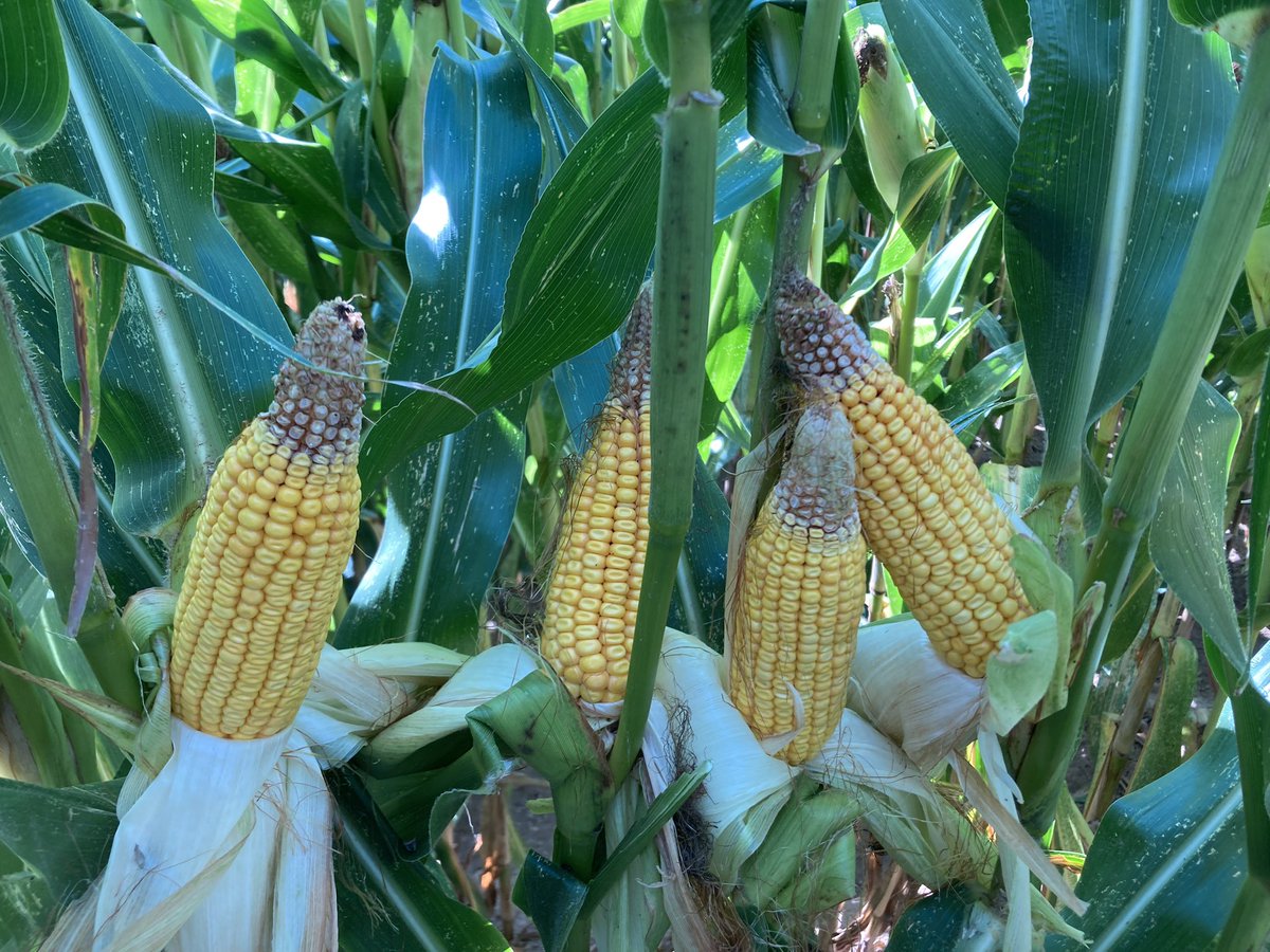 En ce moment, on visite bcp d’essais #maïs 🌽 <a href="/dekalb/">DeKalb</a> pour évaluer les variétés avant récolte. On regarde différents paramètres  : gabarit, masse végétative, épis, tenue tige, stay green et bien sûr les maladies. #ceuxquivisitentlesessais