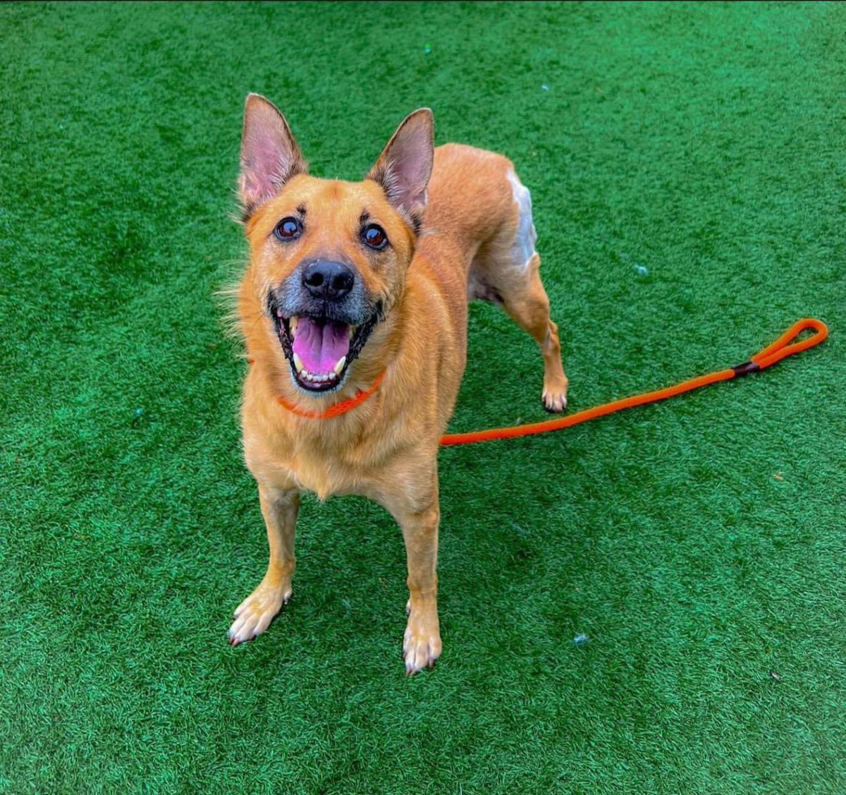 10! 
Mizzy is 10 yes old! She is dog friendly, C U T E, &amp; very sweet. She is ready to go to foster, or better yet -her forever home where she can spend her golden years! Mizzy would love to leave today. Who has a soft spot for #senior babies? 
2320 Pine St
Strayrescue.org/adopt