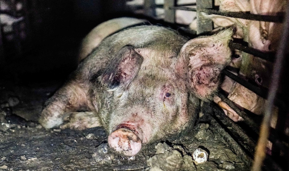 Paul_Vegano's tweet image. Pigs in factory farms spend their entire short tortured life in cold, dark, crowded, filthy concrete pens, at about six months of age, they are trucked to be slaughter…

Stop Supporting Animal Cruelty
GoVegan🌱🌎

#AnimalRights #GoVegan #EndSpeciesism #Vegan #RosesLaw
