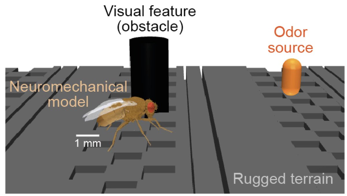 Pavan Ramdya (@ramdya) on Twitter photo We're excited to present
"NeuroMechFly 2.0, a framework for simulating embodied sensorimotor control in adult Drosophila"
biorxiv.org/content/10.110…
In which we make our digital fly see, smell, adhere, and navigate challenging terrain
<a href="/EPFL_en/">EPFL</a> <a href="/epflSV/">EPFL Life Sciences</a> <a href="/Brainmind_EPFL/">EPFL Brain Mind Institute</a> <a href="/EPFL_BioE/">EPFL Institute of Bioengineering</a> We're excited to present
"NeuroMechFly 2.0, a framework for simulating embodied sensorimotor control in adult Drosophila"
biorxiv.org/content/10.110…
In which we make our digital fly see, smell, adhere, and navigate challenging terrain
<a href="/EPFL_en/">EPFL</a> <a href="/epflSV/">EPFL Life Sciences</a> <a href="/Brainmind_EPFL/">EPFL Brain Mind Institute</a> <a href="/EPFL_BioE/">EPFL Institute of Bioengineering</a>