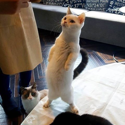DontShowYourCat's tweet photo. stood up https://t.co/eG4sf2G2Wm