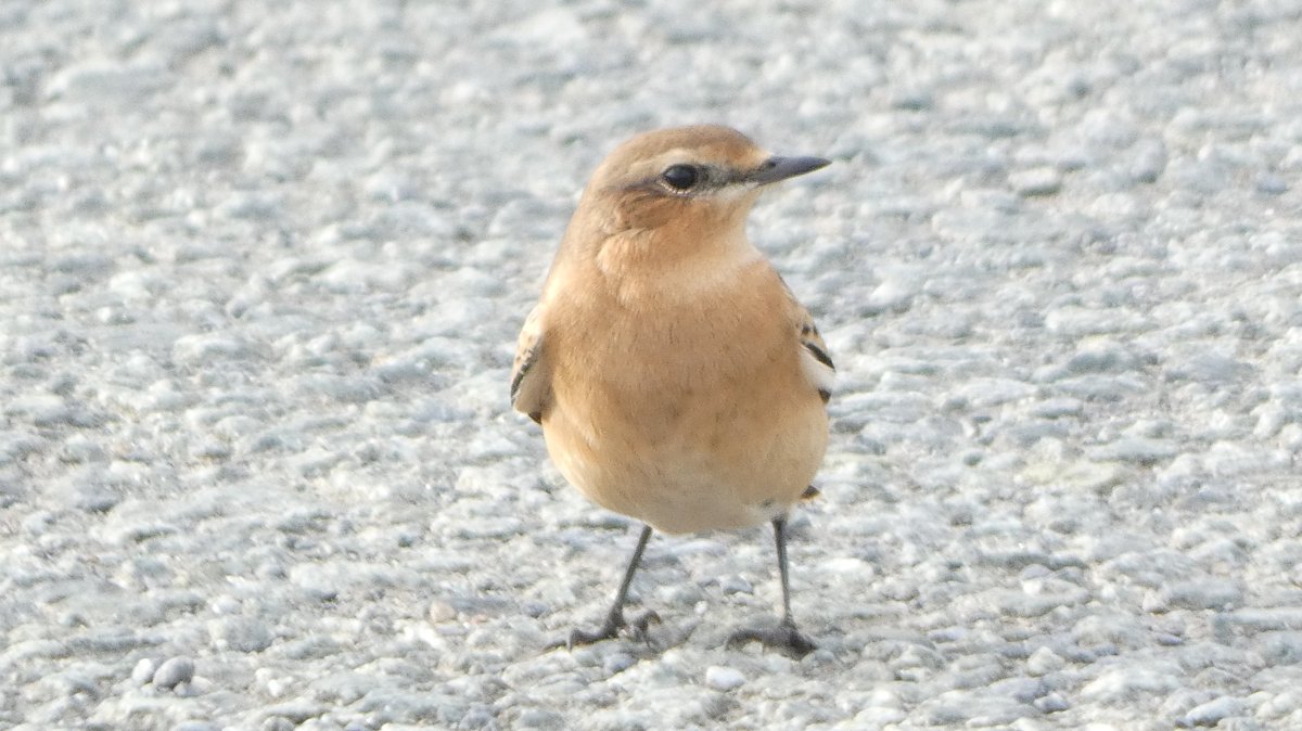 1st Winter Northern Wheatear, Broadhaven South car park yesterday. Seeing Wheatears breeding here all summer, it was quite obvious that this little one was not from around these parts. Love seeing Wheatears, but migrant ones are always more exciting! <a href="/PembsBirds/">Pembrokeshire Bird Group</a> <a href="/birdsinwales/">Welsh Ornithological Society 🏴󠁧󠁢󠁷󠁬󠁳󠁿</a>