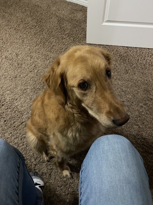 #dailypic #abigail #abbythegolden   She knows I&rsquo;m getting ready to leave and she wants to make sure she&rsquo;s<a href="/tag/dailypic"class="tags">#dailypic</a><a href="/tag/abigail"class="tags">#abigail</a><a href="/tag/abbythegolden"class="tags">#abbythegolden</a>