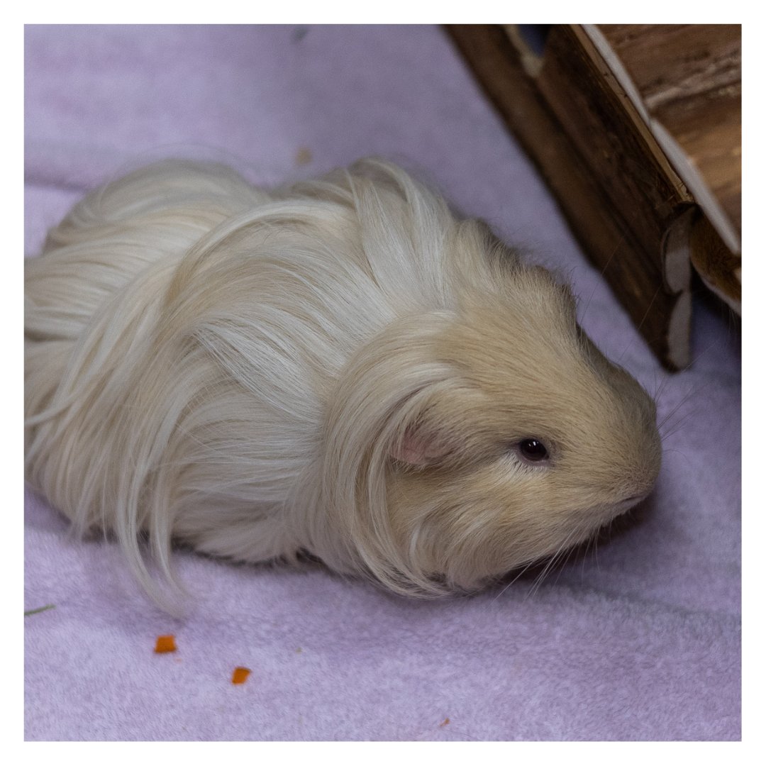 Meet our Peruvian Long Haired male guinea pig, Saruman: seeking a loving home! 🏡🐹 He has been in our care since May 9, 2023.

We're open🕒 Tuesday-Saturday, 10am-6pm 💞 

Check out Saruman and our other Pocket Pets available for adoption here: cahumane.com/pocket-pets/sa… #cahumane