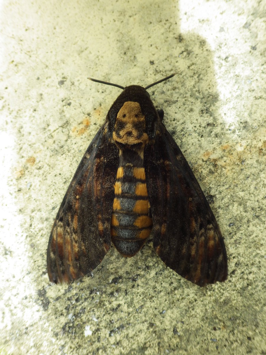 Saw this in Glengarriff yesterday. I think it is a Death's Head Hawk Moth. Maybe not. Big lad. @BioDataCentre  @Irishwildlife