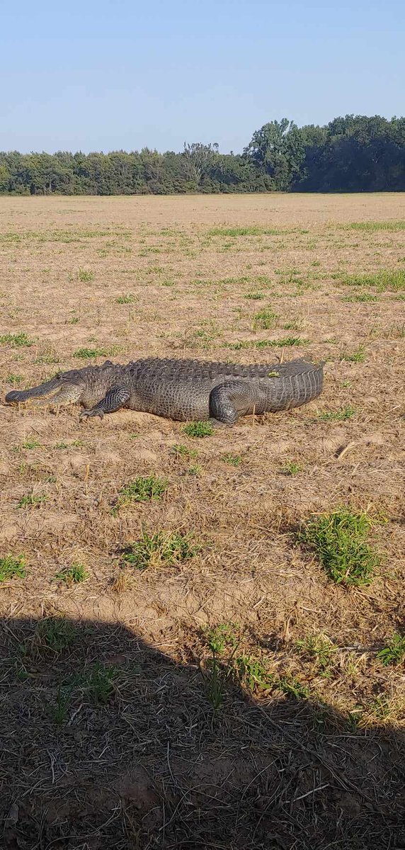 ToddYakoubian's tweet photo. BIG alligator on a levee on 212 east near Pendleton, AR.

Thanks Peggy Cardin for the picture #ARWX https://t.co/uhysrNhUP5